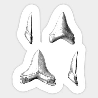 Shark Teeth | Great White Megalodon Fossils Sticker